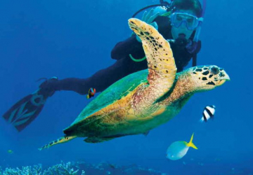 2 people diving with a turtle