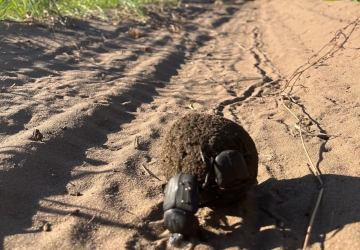 4x4 car on sand road with dung beetle behind it